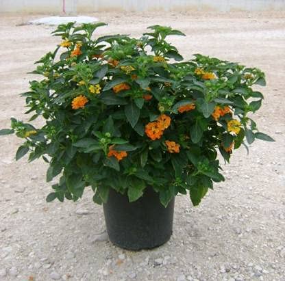 Live Lantana Beautiful & Charming Flower Plant For Home Garden - Healthy Live 1 Plant