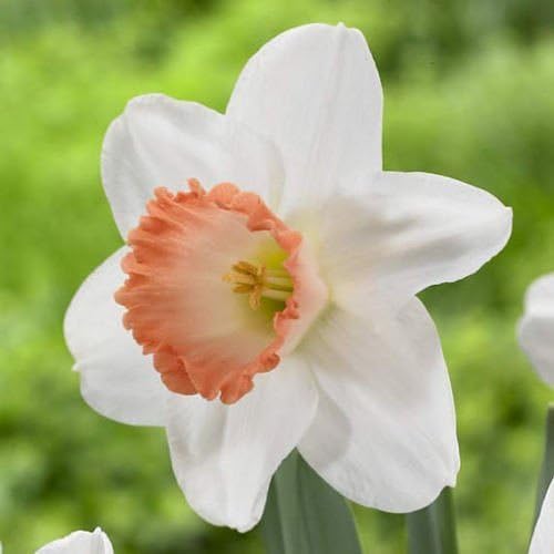 Large White Cupped Daffodil Fortune-5 Large Bulbs, Spring Flowering,Easy to Plant