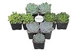 Shop Succulents Blue/Green Succulent (Collection of 9)