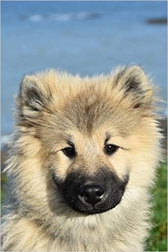 eurasier x keeshond