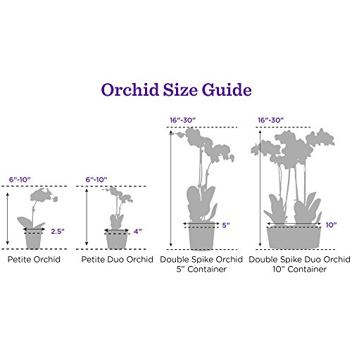 Hallmark Flowers Orchid Flower Plant, Salmon Double Spike in 10-Inch Orange Tin Container - Thumbnail 2