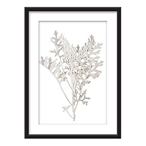 White Dried Plant Specimen - Framed Print
