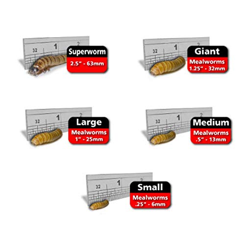 Predator Foods Bulk Super Worms - King Worms Medium (1.5 in) - 1000 Count