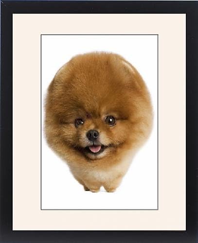 Tableau Encadré Motif De Chien Spitz Nain Moule Spitz Nains