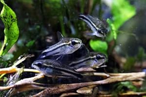 Swimming Creatures™ Pygmy Cory (Corydoras pygmaeus) Freshwater Aquarium Fish Live (6 Pack)