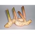 Thai Fresh galangal - 14 oz