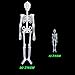 2PCS Halloween Hanging Luminous Skeleton Decorations, 60 Inch&13 Inch Full Body Glow-in-The-Dark Skeleton for Halloween Party Bar Wall Sticker Decorations Outdoor Yard Garden Hanging Ornaments Props