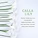 Bomarolan Calla Lily Artificial Flowers Real Touch Bridal Wedding Bouquet Latexs for Birthday Party Home Décor Pack of 24 (White)