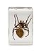 Celestron – Real 3D Bugs in Clear Resin – 4pc Set Includes Hornet, Black Camellia, Rose Chafer, and Spider – Perfect for Science Eduction and Classroom – Use with Digital and Stereo Microscopes