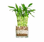 Brussel's Lucky Bamboo, Fence