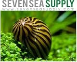 SevenSeaSupply 3 Zebra Nerite fresh water aquarium Snails by