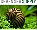 SevenSeaSupply 5 Zebra Nerite Fresh Water Aquarium Snails