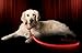 Illumiseen LED Light Up Dog Leash | Ultra High Visibility Up to 350 Yards | 3 Lighting Modes | USB Rechargeable, No Batteries Needed | Padded Handle & Rotating Swivel Clasp to Prevent Leash Tangling