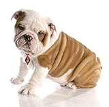 Dog Light, Dog Collar Light, Bubba's Leash Light - 2 Per Pack - LED Light for Dog Walks & Backyard Monitoring. Attaches to Leash, Dog Collar, ID Tags, Harness, Great for Small Dogs and Large. (PINK)