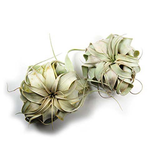 4 Large+Air+Plants+Xerographica+Appearance