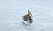 4ZOM Freedom - Vintage Silver American US Eagle Stainless Steel Men Ring Size 6-15