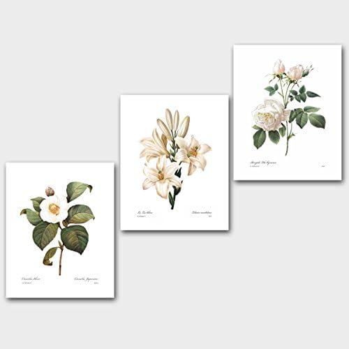 (Set of 3) White Flower Art (Redoute Botanical Prints Cottage Artwork Home Wall Decor) Camellia, Lily, Rose – Unframed