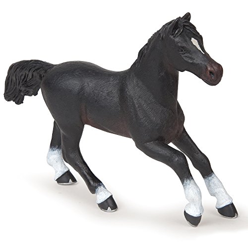 Black Anglo Arab Mare