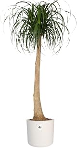 elho B.for Soft Round 22 Indoor Plant Pot 100% Recycled Plastic Ø22.3 x H20.4 cm view 3