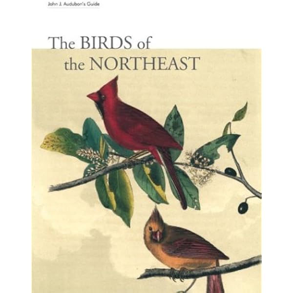 Lansdowne's Birds of the Forest 鳥の図鑑 洋書 Birds of the