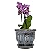 TRENDSPOT 5in Orchid Indoor Planter, 5 inch, Blue