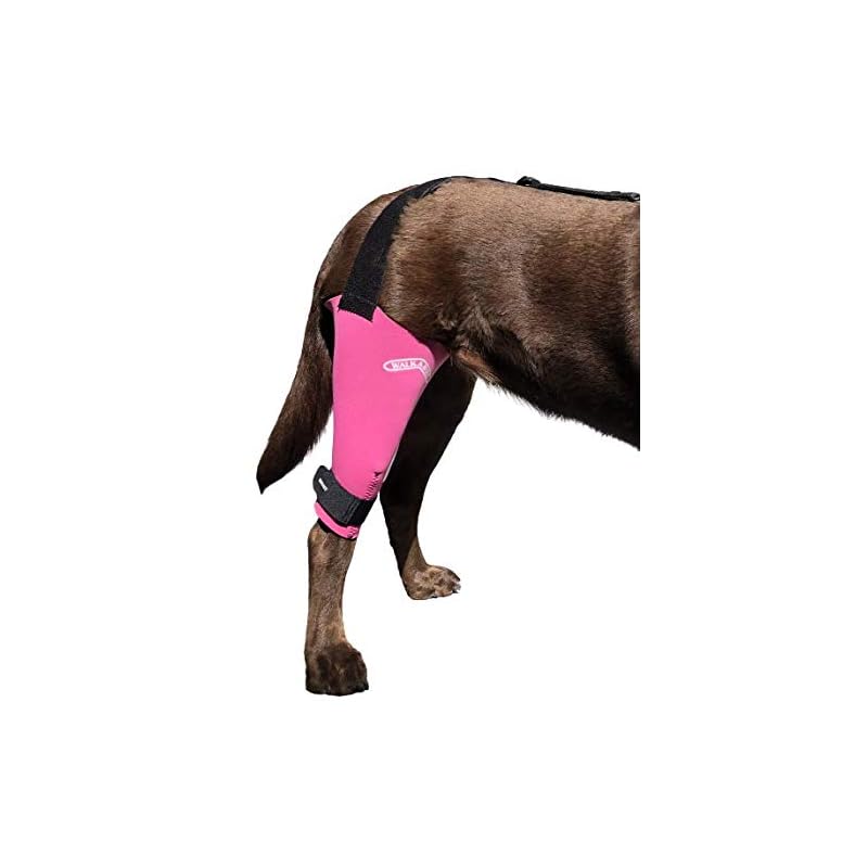 Best Dog Knee Brace for Torn ACL Reviews & Buying Guide iHomePet