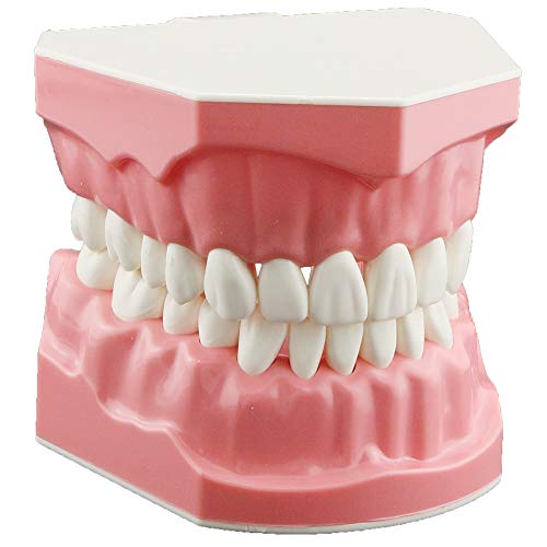 DENTALMALL Dental Model Brushing Teeth Practice Teeth Typodonts Pattern