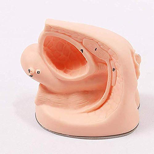ZQDL Female Internal and External Catheterization Reproductive System Anatomy Model Medical Practice Traning Model Nursing Training
