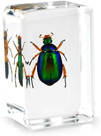 Real Insect Paperweight - Red Legged Chafer Beetle