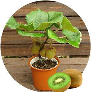 Generic Kiwi Fruit Seeds Potted Plants Mini Tree Nutrition 100 PCS