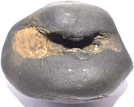 Rudrakshguru Narsimha Shaligram/Yoga Narasimha Salagram