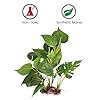 DIGIFLEX-Artificial-Plant-for-Fish-Tank--Fake-Plant--Fish-Tank-Decorations--Fishtank-Ornament-Green-Leaves--20cm--Home-Aquarium--Natural-Realistic-Design DIGIFLEX Artificial Plant for Fish Tank – Fake Decorations – Fishtank Ornament Green Leaves – 20cm – Home Aquarium – One…