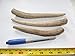 Medium Antler Dog Chews 3 Pack 5 to 7 inches, Recommended for 20 to 35 lbs, Organic, Odorless, Naturally Shed, USA