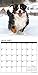 Just Bernese Mountain Dogs 2017 Wall Calendar (Dog Breed Calendars)