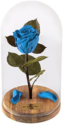 Beauty And The Beast Rose, Live Forever Rose with fallen petals in Glass Dome - Disney home decor Rose, Preserved Rose 100% Natural LFR0002 (Blue) This is a Real Rose!, mothers day gifts