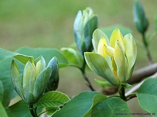 Risitar Garden - Rare 10pcs Magnolia Yellow Lily Tree Ornamental Tree Flower Seeds Easy to Grow, Exotic Flower Seeds Hardy Perennial Garden