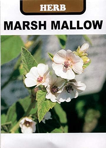Amazon Co Jp 種子 マシュマロウ うすべにたちあおい 藤田種子のタネ ホーム キッチン