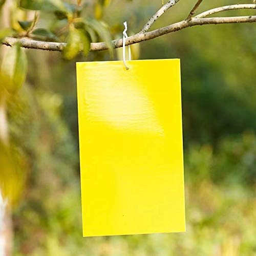 20 pack Dual-Sided Yellow Sticky Traps for Flying Plant Insect Like Fungus Gnats, Whiteflies, Aphids, Leaf Miners, Thrips, Other Flying Plant Insects - 6x8 Inches, Twist Ties Included (20 pack)