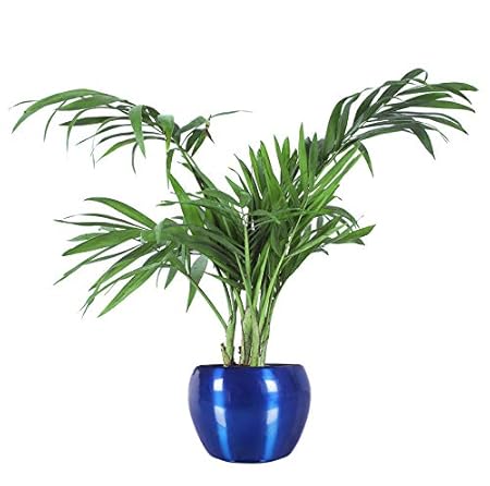 GrowKaro Air Purifying Live Indoor Plants for Living Room | Chamendora Live Plant With Metal Pot Blue (Indoor Plant)