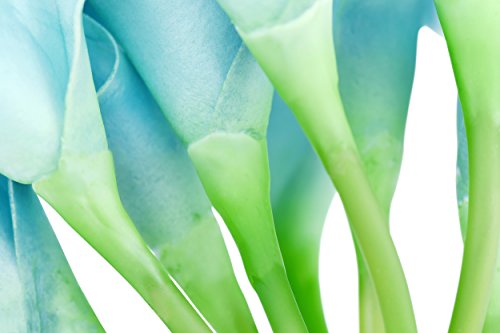 FiveSeasonStuff 10 Stems of Real Touch Calla Lillies (Latex) Artificial Flower Bouquet, Perfect for Wedding, Bridal, Party, Home Office Décor DIY (Milky Blue) - Thumbnail 4