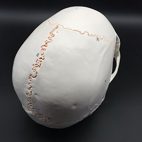 image for Maymii Numbered Human Skull Head Anatomical Teaching Education Model, 