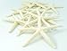 Starfish Decor - Star Fish for Craft - 10pk Real 2-3
