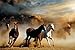 Horses (Stampede) Art Poster Print - 24x36 Poster Print, 36x24 Poster Print, 36x24