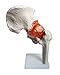 Anatomy Model of Human Hip Joint Bones Anatomical Joint Models for Teaching Life Size - with Moving Hip Ligaments