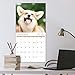 2020-2021 Wall Calendar - Pooping Dogs 2020-2021 Calendar with Thick Paper, 18 Month from Jan.2020 to Jun. 2021, Large 11