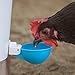 (4 Pack) Oasis Chicken Watering Cups | Drill Bit and Hardware Included! | Fully Automatic Poultry Waterers | No Floats or Tabs to Peck! | Qty: 4 (Blue)