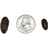 Dubia Roaches 100 Medium