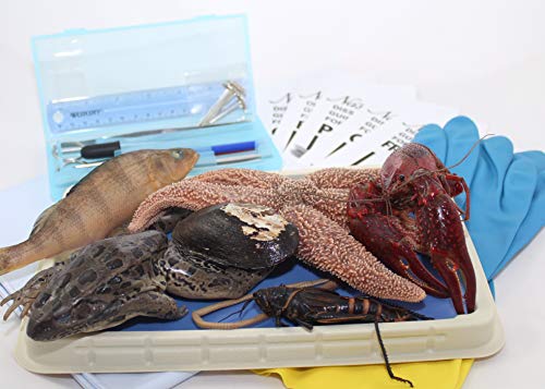 Intermediate Dissection Kit - Thumbnail 3