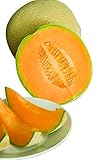 Burpee Hale's Best Jumbo Cantaloupe Melon Seeds 200