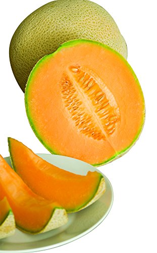 Burpee Hale's Best Jumbo Cantaloupe Melon Seeds 200 seeds (Hales Best Jumbo Cantaloupe)